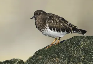 Black Turnstone (Arenaria melanocephala)