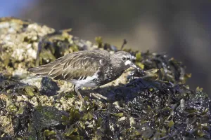 Black Turnstone (Arenaria melanocephala)