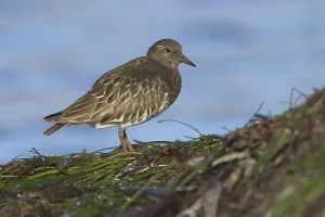 Black Turnstone (Arenaria melanocephala)