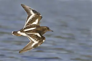 Black Turnstone (Arenaria melanocephala) flying