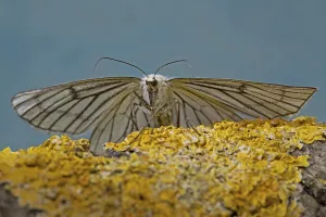 Black-veined moth (Siona lineata)