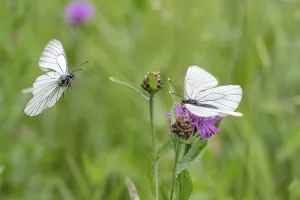 Black-veined white (Aporia crataegi)
