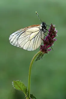 Black-veined white (Aporia crataegi)