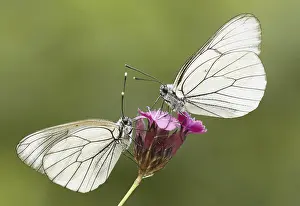 Black-veined whites (Aporia crataegi)