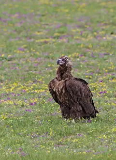 Black Vulture (Aegypius monachus)