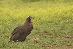 Black vulture (Aegypius monachus) with carrion