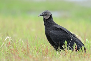 Black Vulture (Coragyps atratus)