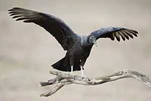 Black Vulture (Coragyps atratus)