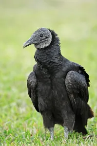 Black Vulture (Coragyps atratus)