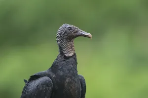 Black vulture (Coragyps atratus), Costa Rica