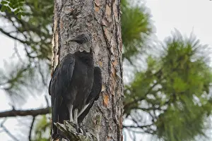 A black vulture (coragyps atratus) in a tree at McGough Nature Park in Largo