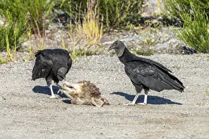 Black vultures (Coragyps atratus) eat a sheeps head