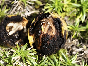 Black walnut, when infested by the walnut fruit fly