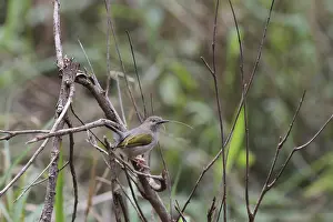 Black warbler (Camaroptera brevicaudata)