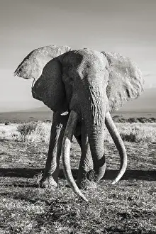 Black West African elephant (Loxodonta africana)