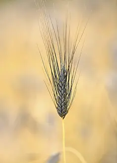 Black wheat ear Emmer Wheat (Triticum dicoccum)