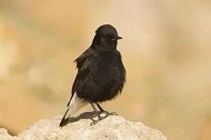 Black Wheatear (Oenanthe leucura) male