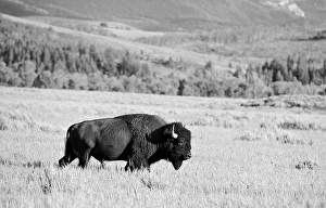 Black and white, American Bison (Bison bison) bull