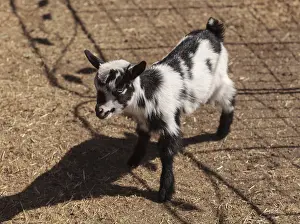 Black and white baby Nigerian dwarf goat with bright blue eyes at a small farm