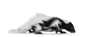 Black and white baby skunk walking side ways