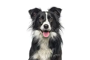 Black and white border collie dog looking at camera with open mouth and tongue out