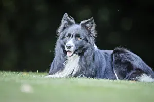 Black and white Border Collie laying in the grass