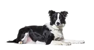 Black and white border collie lying down
