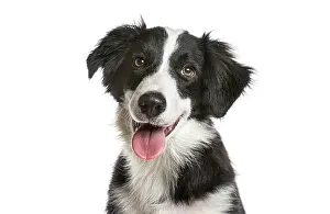 Black and white border collie puppy panting