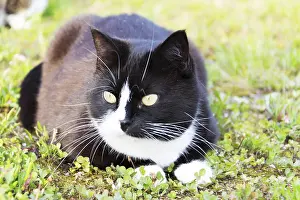 Black and white cat
