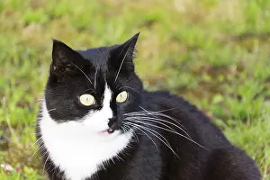 Black and white cat