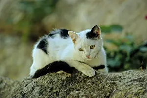 Black and white cat, kitten on stone rock