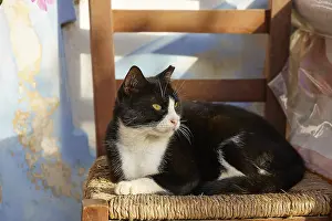 A black and white cat sits on a chair in the sunlight