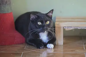 Framed Print : A black and white cat with yellow eyes rests attentively on the floor