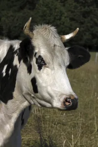 Black and white cow