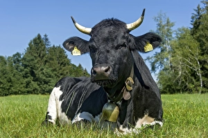 Black and white cow with cow bell lying in the pasture