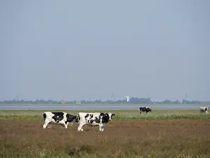 Several black and white cows grazing on a pasture under a blue sky