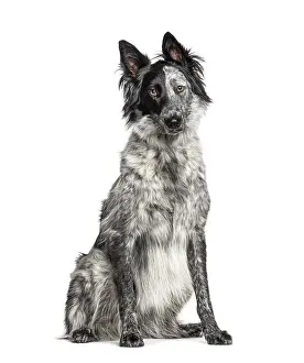 Black and white crossbreed dog
