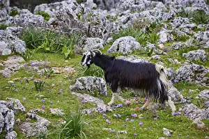 A black and white goat (caprae) grazing in nature
