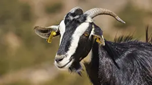 Black and white goat with horns