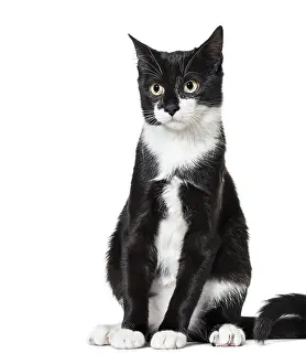 Black and white Mixed-breed cat (6 months old)