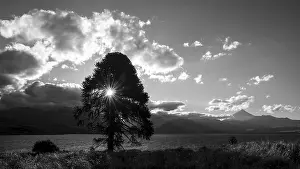 Black and white photograph of a monkey puzzle tree (Araucaria araucana)