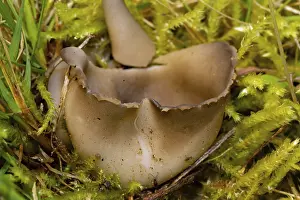 Black and white ribbed cup lobelia (Helvella leucomelaena)