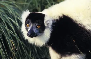 Black and White Ruffed Lemur (varecia variegata) variegata