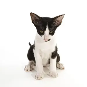 Black and white siamese cat isolated over white background
