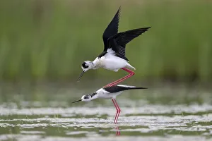 Black-winged Black-winged Stilt (Himantopus himantopus)