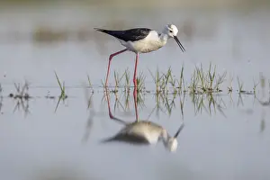 Black-winged Black-winged Stilt (Himantopus himantopus)