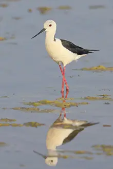 Black-winged Black-winged Stilt (Himantopus himantopus)