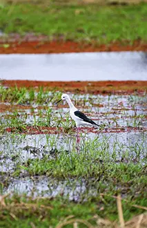 Black-winged Black-winged Stilt (Himantopus himantopus) foraging on the shore of a lake