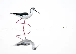 A black-winged Black-winged Stilt (Himantopus himantopus) walks elegantly in the water