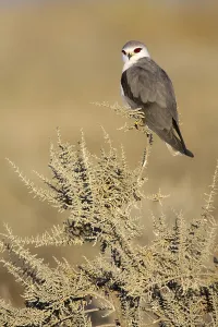 Black-winged Kite (Elanus caeruleus)
